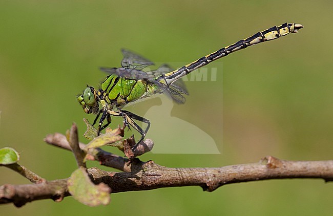 Imago Gaffellibel; Adult Green Snaketail; Adult Green Clubtail stock-image by Agami/Fazal Sardar,