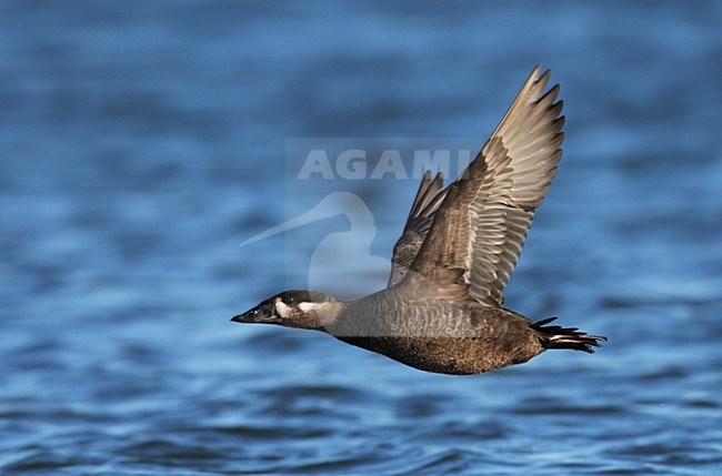 Vrouwtje Brilzee-eend in vlucht; Female Surf Scoter (Melanitta perspicillata) in flight stock-image by Agami/Mike Danzenbaker,