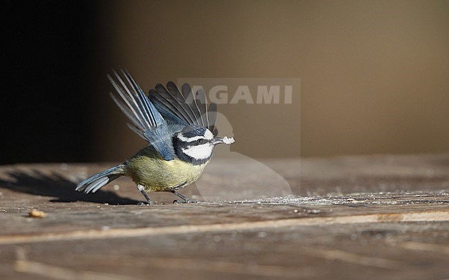 African Blue Tit (Cyanistes teneriffae teneriffae) in Tenerife, Canary Islands stock-image by Agami/Helge Sorensen,