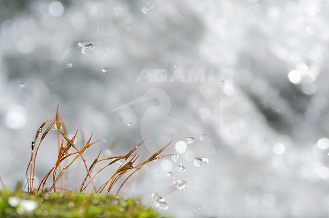 Sporendragend mos met stromend water op de achtergrond, Moss with water in the background stock-image by Agami/Rob de Jong,