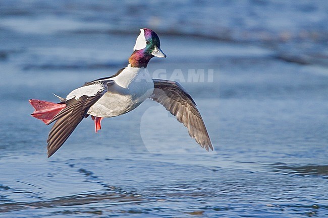 Bufflehead (Bucephala albeola) flying in Victoria, BC, Canada. stock-image by Agami/Glenn Bartley,