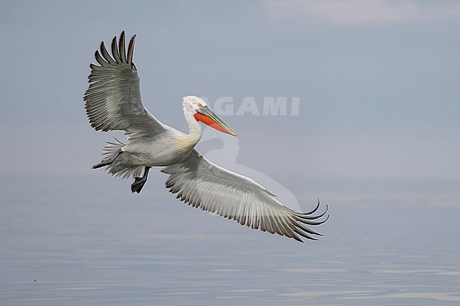 Dalmatian Pelican (Pelecanus crispus) flying over water of lake Kerkini in Greece. stock-image by Agami/Marcel Burkhardt,