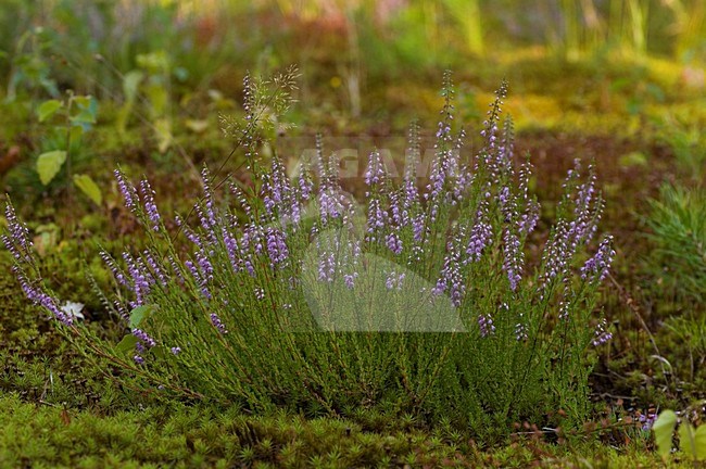 Struikhei, Common Heather stock-image by Agami/Han Bouwmeester,