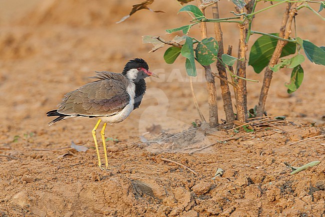 Adult Red-wattled Lapwing (Vanellus indicus) in India. stock-image by Agami/Marc Guyt,