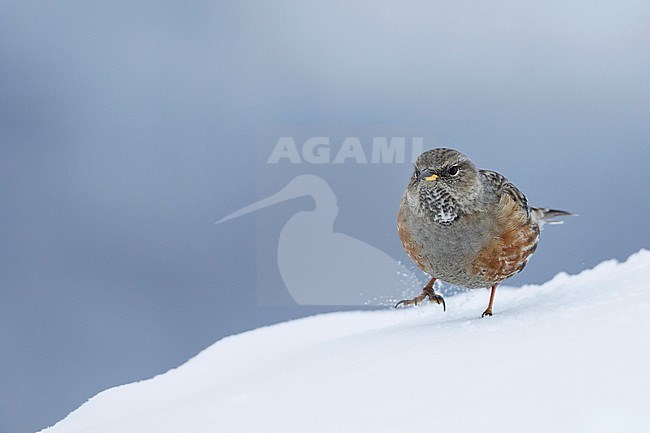 Alpine Accentor - Alpenbraunelle - Prunella collaris ssp. collaris, Switzerland, adult stock-image by Agami/Ralph Martin,