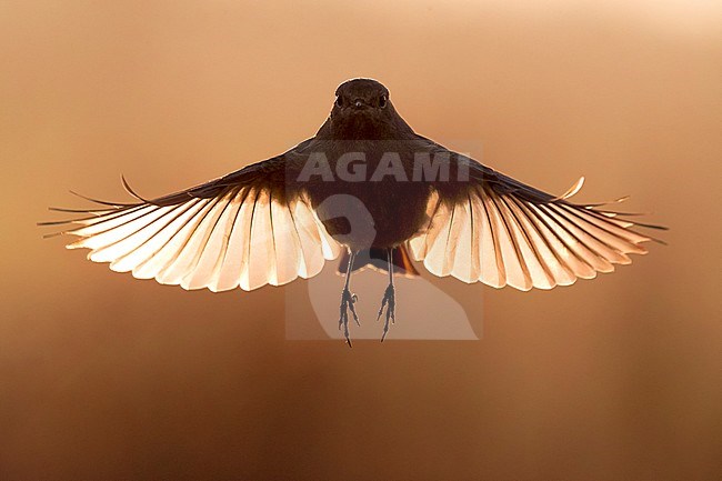 Female Black Redstart (Phoenicurus ochruros) in flight. Hovering in mid air photographed with backlight. stock-image by Agami/Daniele Occhiato,