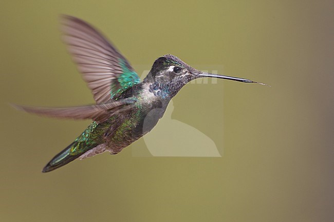 Adult male
Pima Co., AZ
May 2011 stock-image by Agami/Brian E Small,