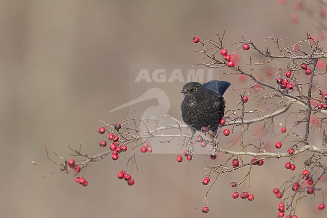 First-winter male Common Blackbird (Turdus merula) eating berries at Rudersdal, Denmark stock-image by Agami/Helge Sorensen,