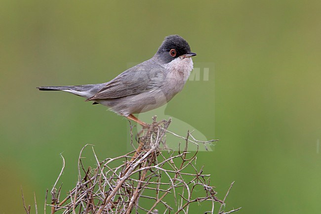 Mannetje MÃ©nÃ©trie's Zwartkop, Male MÃ©nÃ©tries's Warbler stock-image by Agami/Daniele Occhiato,