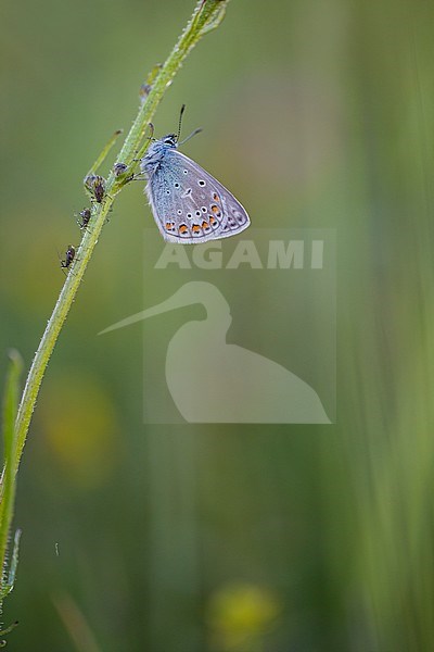 Detail van Icarusblauwtje, Closeup of Common Blue stock-image by Agami/Wil Leurs,