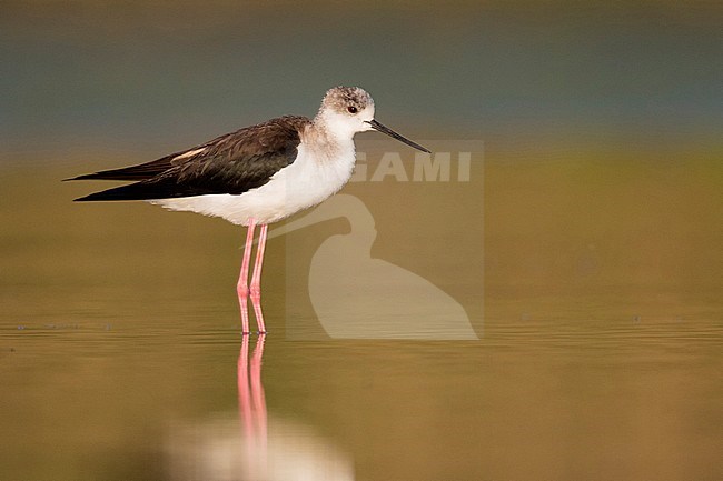 Black-winged Stilt (Himantopus himantopus), adult male standing in the water stock-image by Agami/Saverio Gatto,