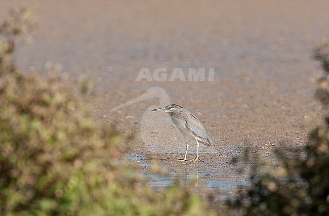 Second-winter Night Heron (Nycticorax nycticorax) resting on mudflat during migration in Egypt. stock-image by Agami/Edwin Winkel,