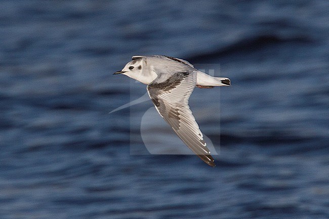 Dwergmeeuw, Little Gull, Hydrocoloeus minutus stock-image by Agami/Hugh Harrop,