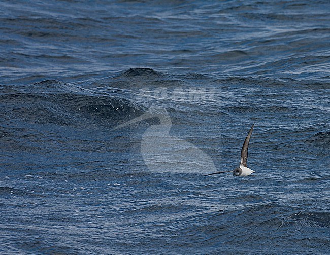 Soft-plumaged Petrel, Pterodroma mollis, in flight over the southern Atlantic ocean. stock-image by Agami/Marc Guyt,