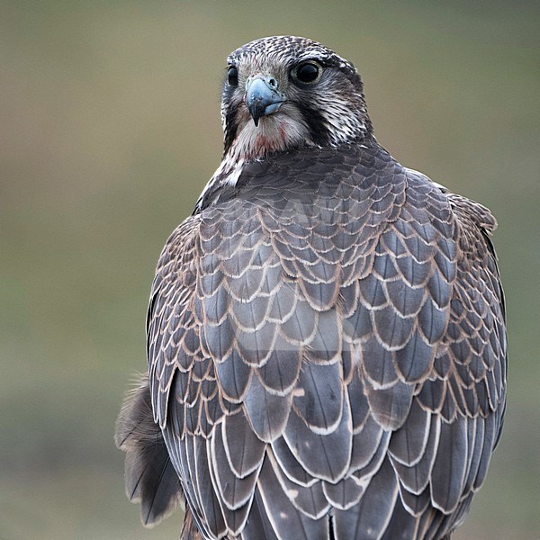 Captive Saker Falcon (Falco cherrug) looking over it’s shoulder. stock-image by Agami/Han Bouwmeester,