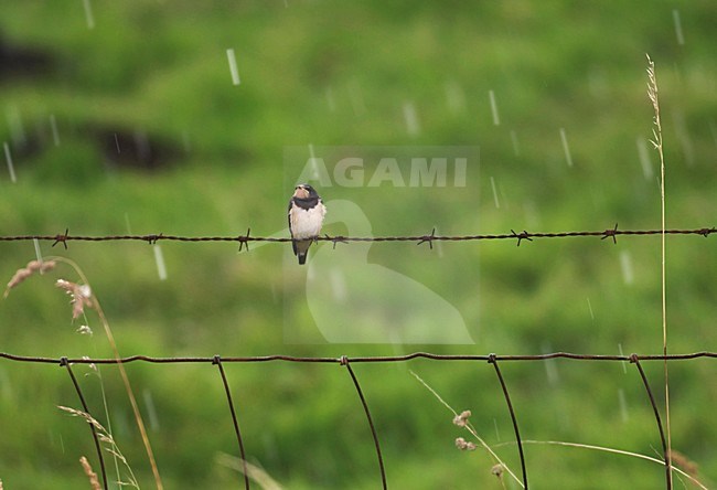 Boerenzwaluw jong zittend in de regen; Barn Swallow perched in rain stock-image by Agami/Hans Gebuis,