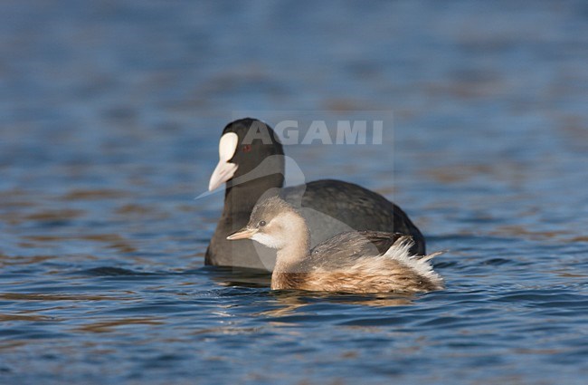 Dodaars zwemt in de buurt van Meerkoet. Little Grebe swimming close to Common Coot stock-image by Agami/Ran Schols,