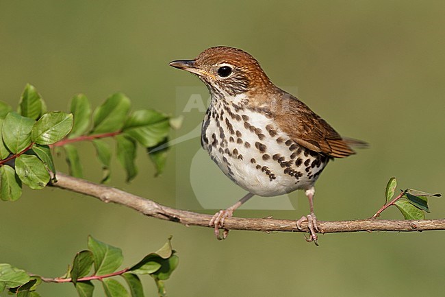 Amerikaanse Boslijster, Wood Thrush, Hylocichla mustelina (Texas) stock-image by Agami/Brian E Small,