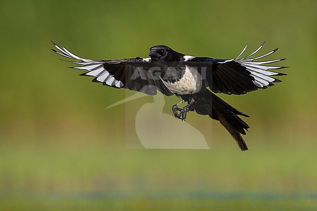 Eurasian Magpie, Pica pica, in Italy. stock-image by Agami/Daniele Occhiato,