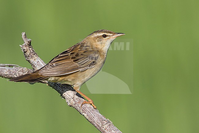 Pallas's Grasshopper Warbler - Streifenschwirl - Locustella certhiola ssp. centralasiae, Kazakhstan stock-image by Agami/Ralph Martin,