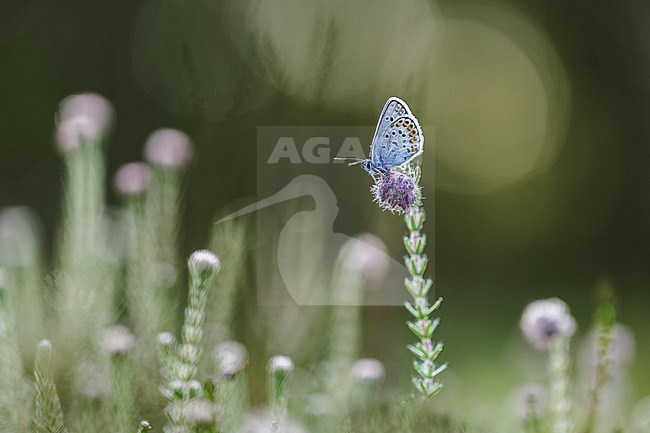 Heideblauwtje, Silver-studded Blue, Plebejus aragus stock-image by Agami/Wil Leurs,