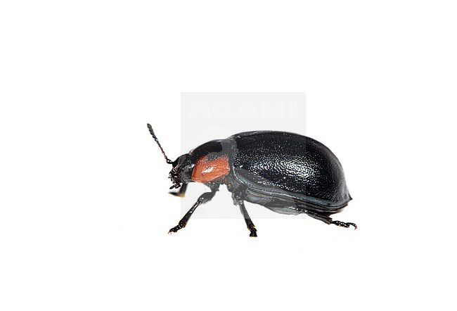 Chrysomela collaris stock-image by Agami/Wil Leurs,