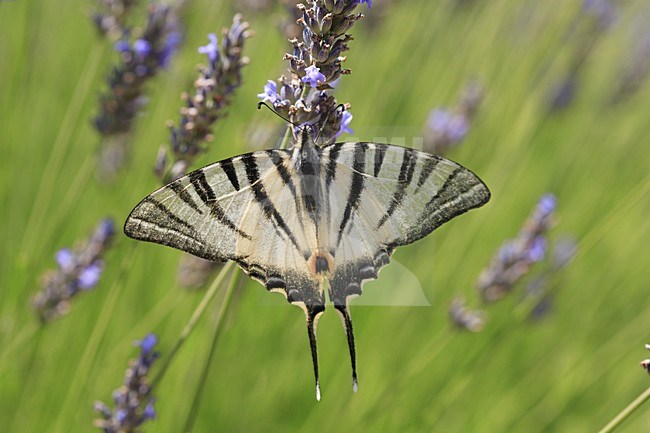 Koningspage; Scarce Swallowtail stock-image by Agami/Jacques van der Neut,