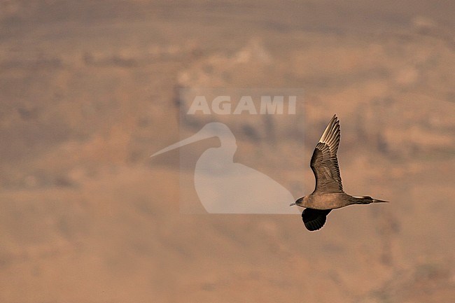 Arctic Jaeger - Schmarotzerraubmöwe - Stercorarius parasiticus, Iceland, adult stock-image by Agami/Ralph Martin,