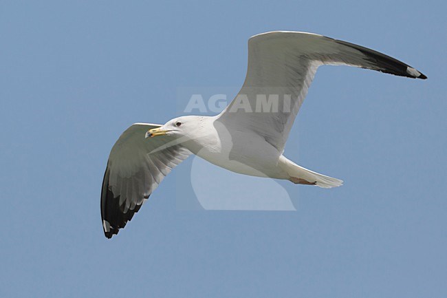 Gabbiano del Caspio; Gabbiano delle steppe; Steppe Gull; Larus cachinnans barabensis stock-image by Agami/Daniele Occhiato,