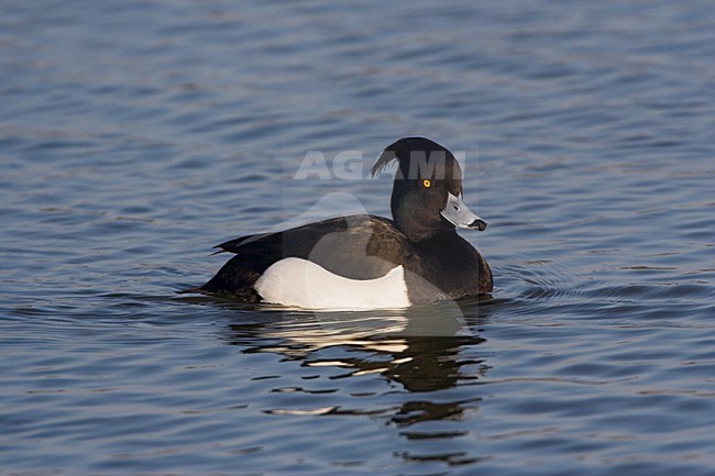 Tufted Duck male; Kuifeend man stock-image by Agami/Marc Guyt,