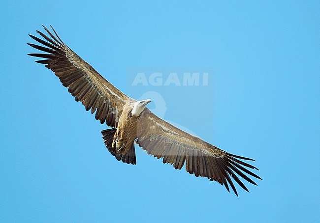 Third calendar year Griffon Vulture (Gyps fulvus) soaring overhead in Spain. stock-image by Agami/Dick Forsman,