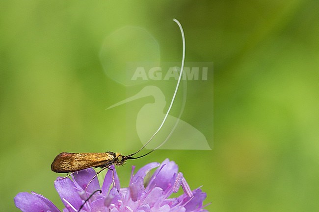 Nemophora metallica - Skabiosen-Langhornmotte, Italy, imago stock-image by Agami/Ralph Martin,