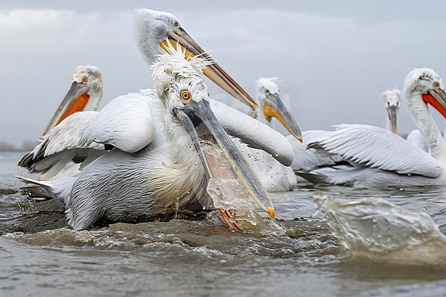 Dalmatian Pelican (Pelecanus crispus) feeding on fish on lake Kerkini in Greece. stock-image by Agami/Marcel Burkhardt,