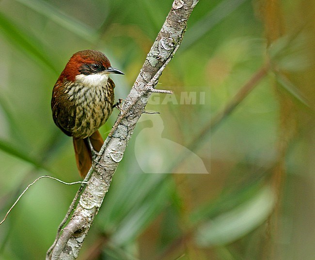 Roraiman barbtail (Roraimia adusta) on a small twig stock-image by Agami/Pete Morris,