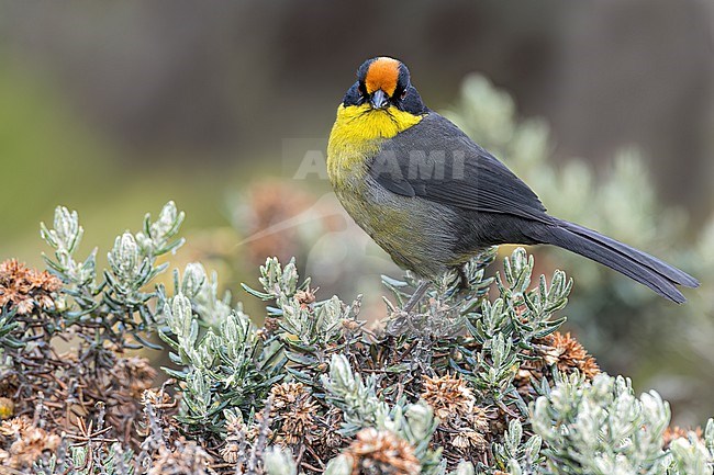 Pale-naped Brush Finch (Atlapetes pallidinucha) perched on a branch in Colombia, South America. stock-image by Agami/Glenn Bartley,