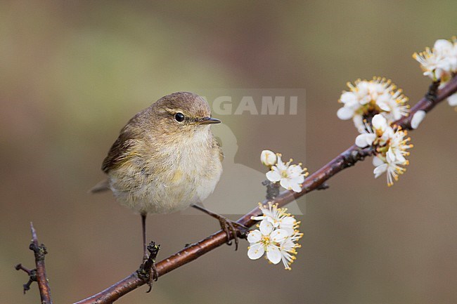 Common Chiffchaff - Zilpzalp - Phylloscopus collybita ssp. collybita, Germany stock-image by Agami/Ralph Martin,