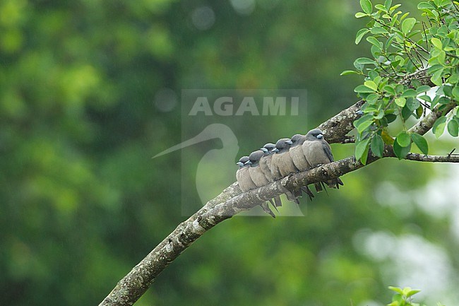 Ashy Woodswallow (Artamus fuscus) group sitting together on branch at Khao Yai National Park, Thailand stock-image by Agami/Helge Sorensen,