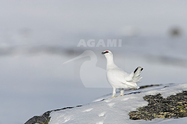 Alpensneeuwhoen in de sneeuw; Rock Ptarmigan in the snow stock-image by Agami/Markus Varesvuo,