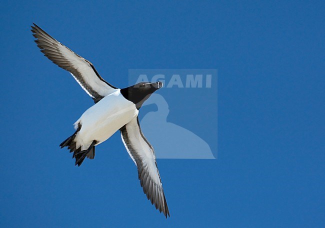 Alk in zomerkleed vliegend; Flying summer plumaged Razorbill stock-image by Agami/Markus Varesvuo,