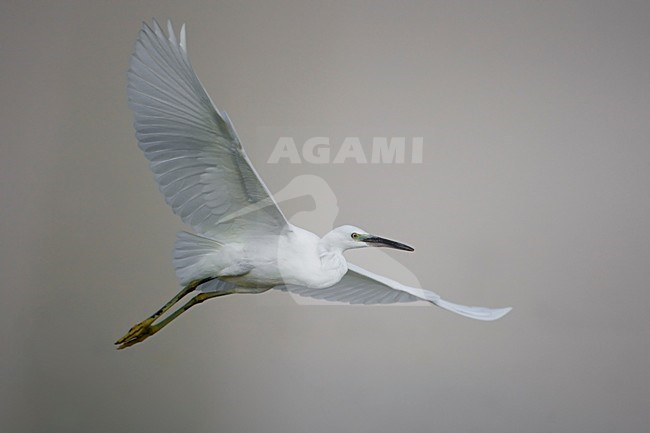 Kleine Zilverreiger in de vlucht; Little Egret in flight stock-image by Agami/Daniele Occhiato,