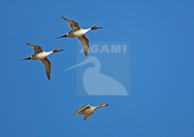 Pijlstaart in vlucht; Northern Pintail in flight stock-image by Agami/Markus Varesvuo,