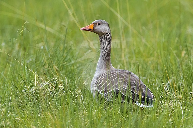 Western Greylag Goose (Anser anser anser) on Iceland. stock-image by Agami/Daniele Occhiato,