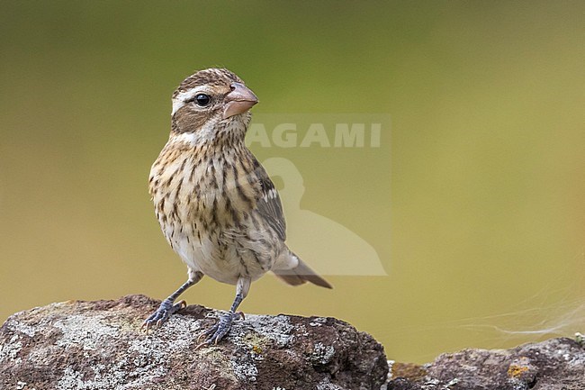 Onvolwassen Roodborstkardinaal, immature Rose-breasted Grosbeak stock-image by Agami/Daniele Occhiato,