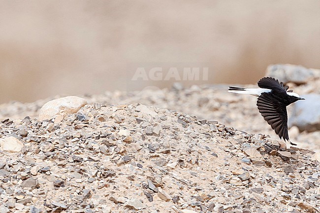 Male Hooded Wheatear (Oenanthe monacha) in flight near Eilat, Israel stock-image by Agami/Marc Guyt,