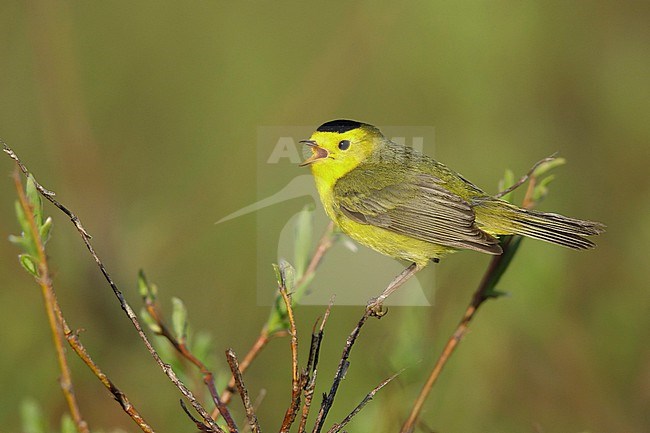 Adult male
Seward Peninsula, AK
June 2018 stock-image by Agami/Brian E Small,