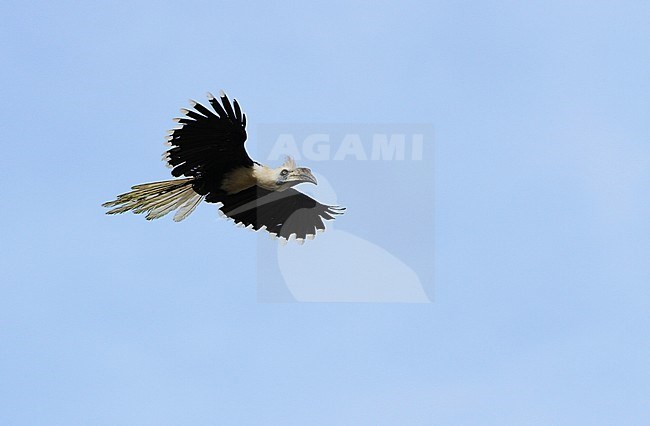 White-crowned Hornbill (Berenicornis comatus), also known as the Long-crested hornbill, flying over the Kinabatangan river in Sabah, Malaysia. stock-image by Agami/James Eaton,