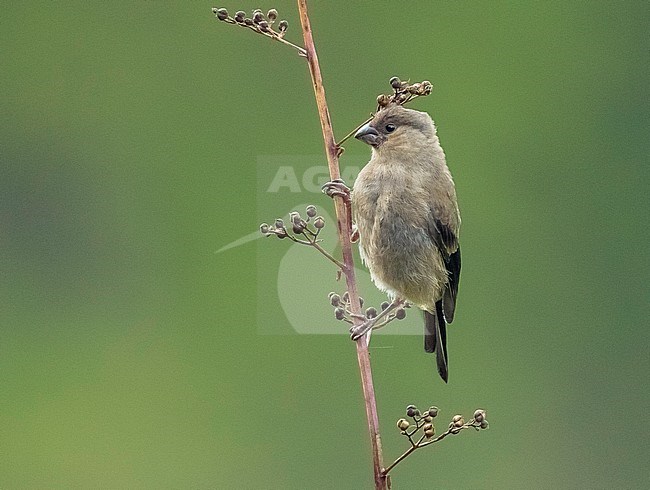 Juvenile Azores Bullfinch (Pyrrhula murina) on the island Sao Miguel on the Azores Archipelago of Macaronesia in the North Atlantic Ocean. stock-image by Agami/David Monticelli,