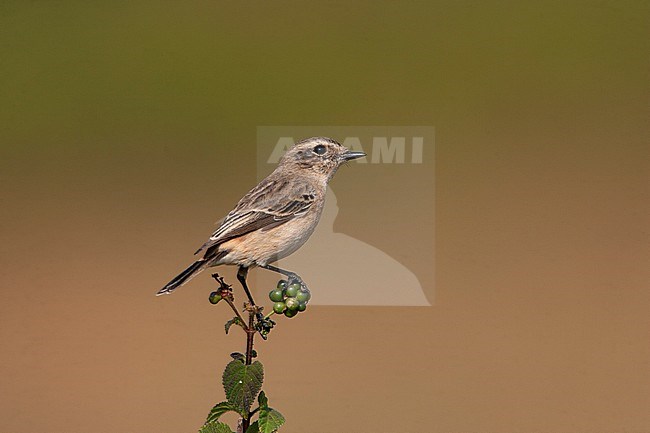 First-winter Siberian Stonechat (Saxicola maurus) perched on a small green plant. stock-image by Agami/Bas van den Boogaard,