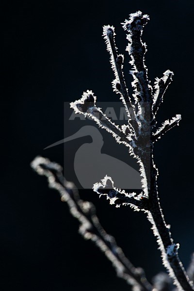Bevroren takken, Branches with frost stock-image by Agami/Menno van Duijn,