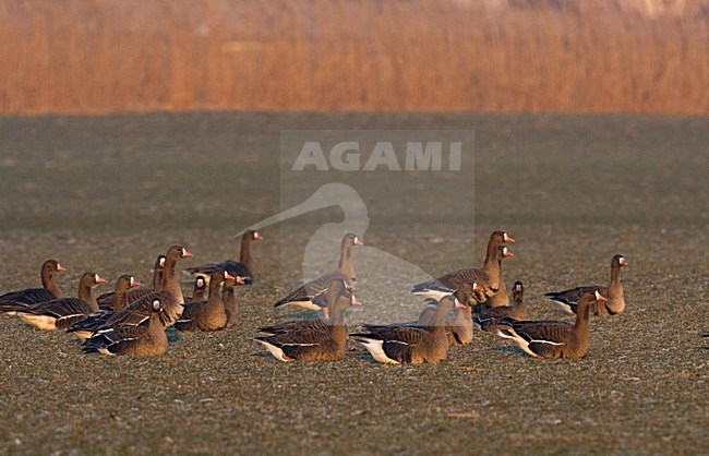 White-fronted Goose a group resting, Kolgans een groep rustend stock-image by Agami/Marc Guyt,